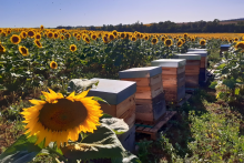 Ruches dans un champ de tournesols