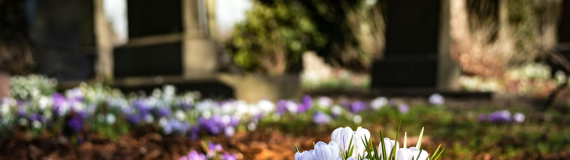 Crocus dans un cimetière