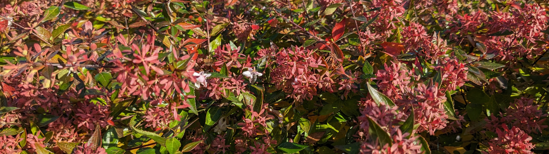 Fleurs dans la commune
