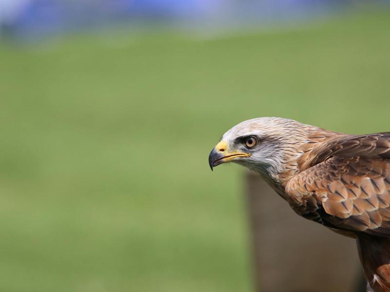 Amicale des Chasseurs