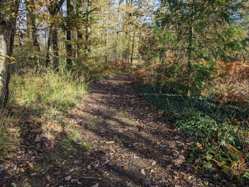 Forêt de La Chaize