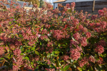 Plantes dans la rue des Roses