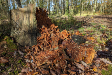 Souche en décomposition dans la forêt