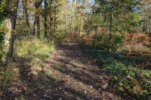 Entrée de la forêt