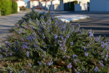 Fleurs rue des Roses