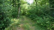 Chemin de la forêt