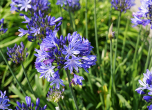 Fleurs de l'Espace du Souvenir et de la Mémoire