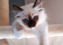 Sacré de Birmanie du Domaine Céleste