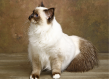 Sacré de Birmanie du Domaine Céleste