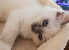 Sacré de Birmanie du Domaine Céleste