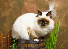 Sacré de Birmanie du Domaine Céleste