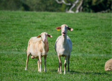 Les activités de Cavac