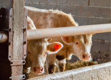 Les activités de Cavac