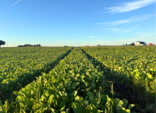 Les activités de Cavac